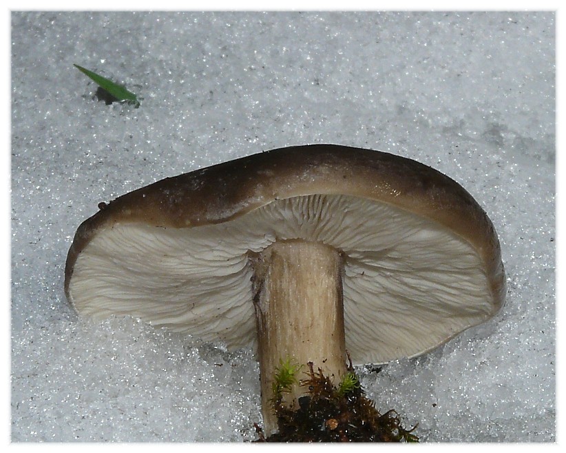 Da determinare (Melanoleuca sp.)